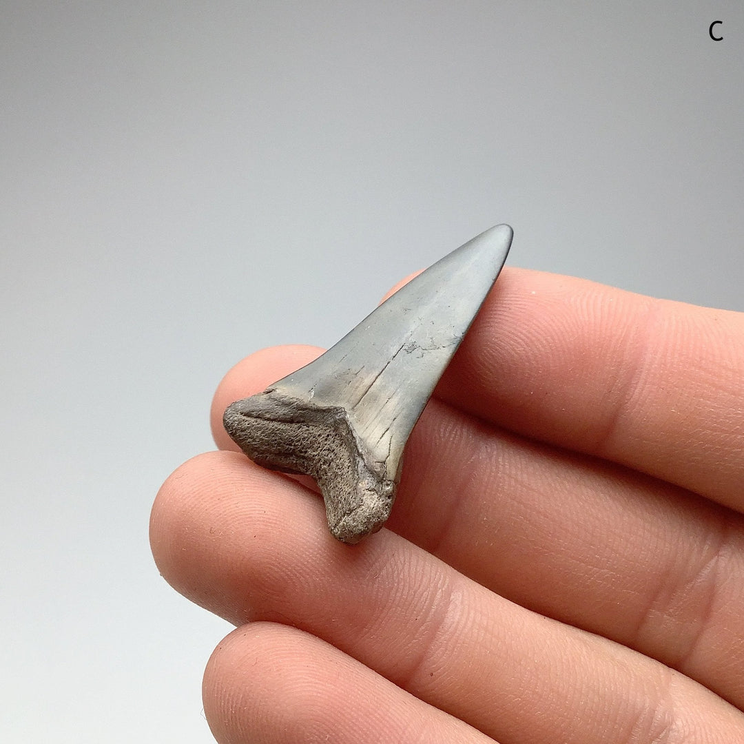 Fossilized Shark Tooth Specimen: Mako - Rocks and Gems Canada