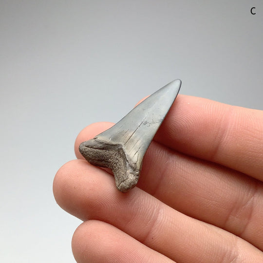 Fossilized Shark Tooth Specimen: Mako - Rocks and Gems Canada