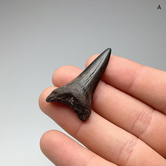 Fossilized Shark Tooth Specimen: Mako - Rocks and Gems Canada