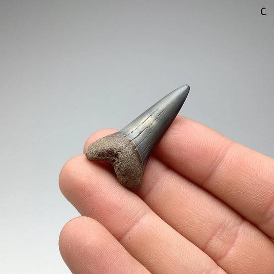 Fossilized Shark Tooth Specimen: Mako - Rocks and Gems Canada