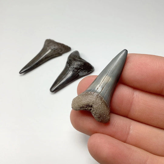 Fossilized Shark Tooth Specimen: Mako - Rocks and Gems Canada