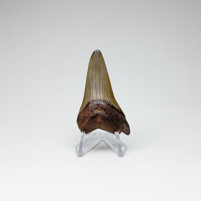 Fossilized Shark Tooth Specimen: Mako