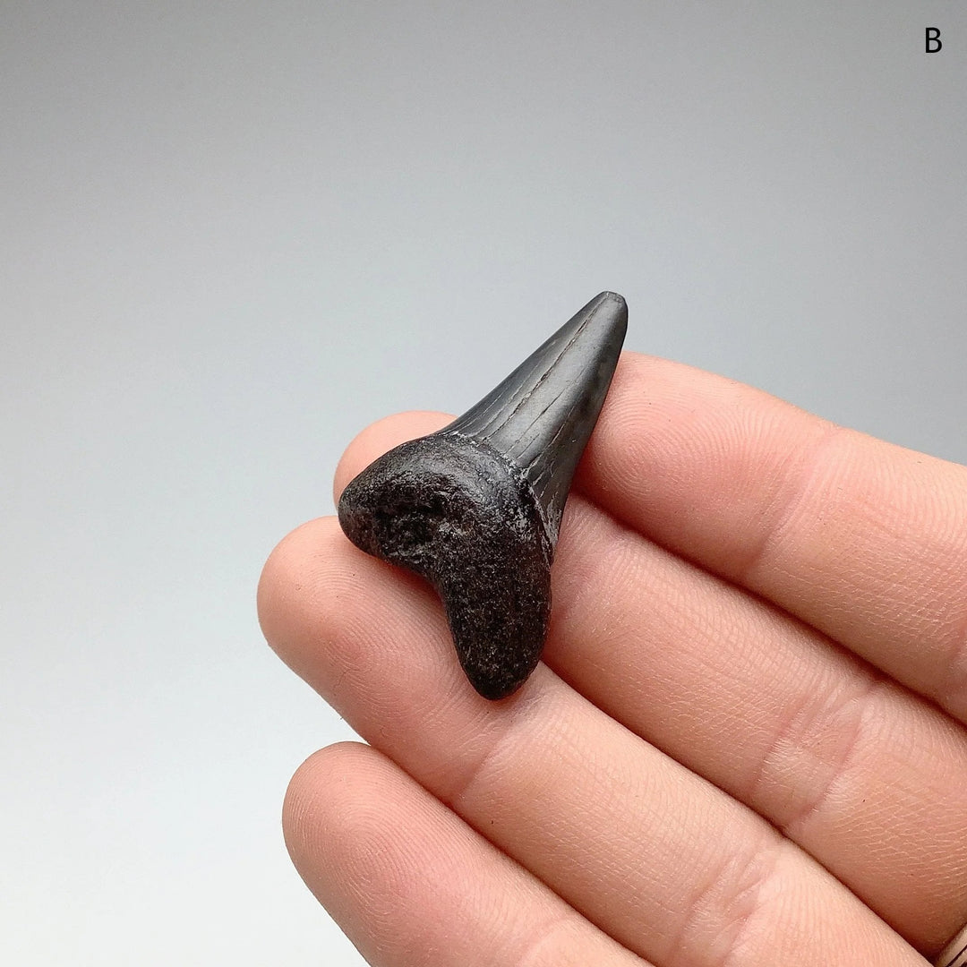 Fossilized Shark Tooth Specimen: Mako - Rocks and Gems Canada