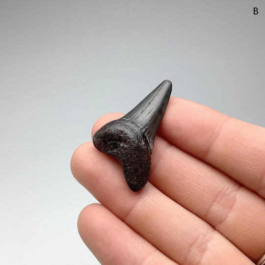 Fossilized Shark Tooth Specimen: Mako - Rocks and Gems Canada