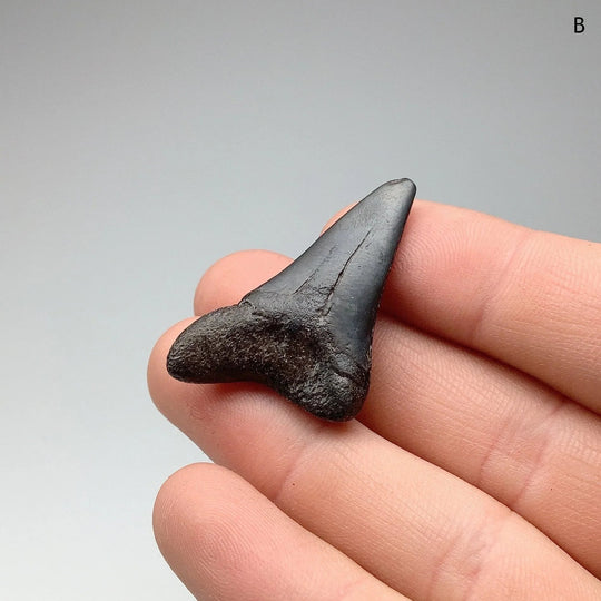 Fossilized Shark Tooth Specimen: Mako - Rocks and Gems Canada