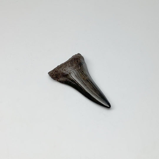 Fossilized Shark Tooth Specimen: Mako - Rocks and Gems Canada