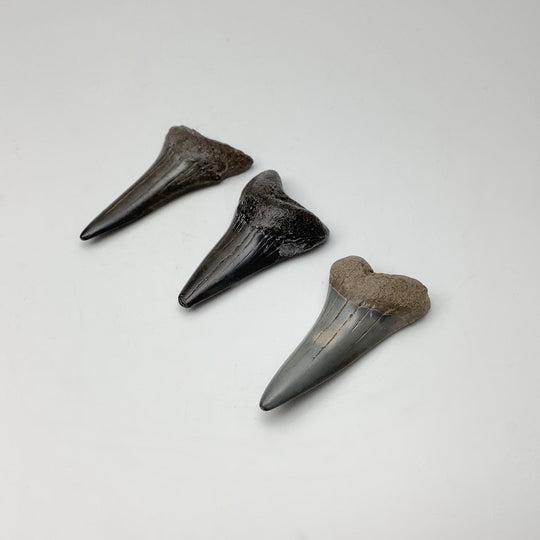 Fossilized Shark Tooth Specimen: Mako - Rocks and Gems Canada