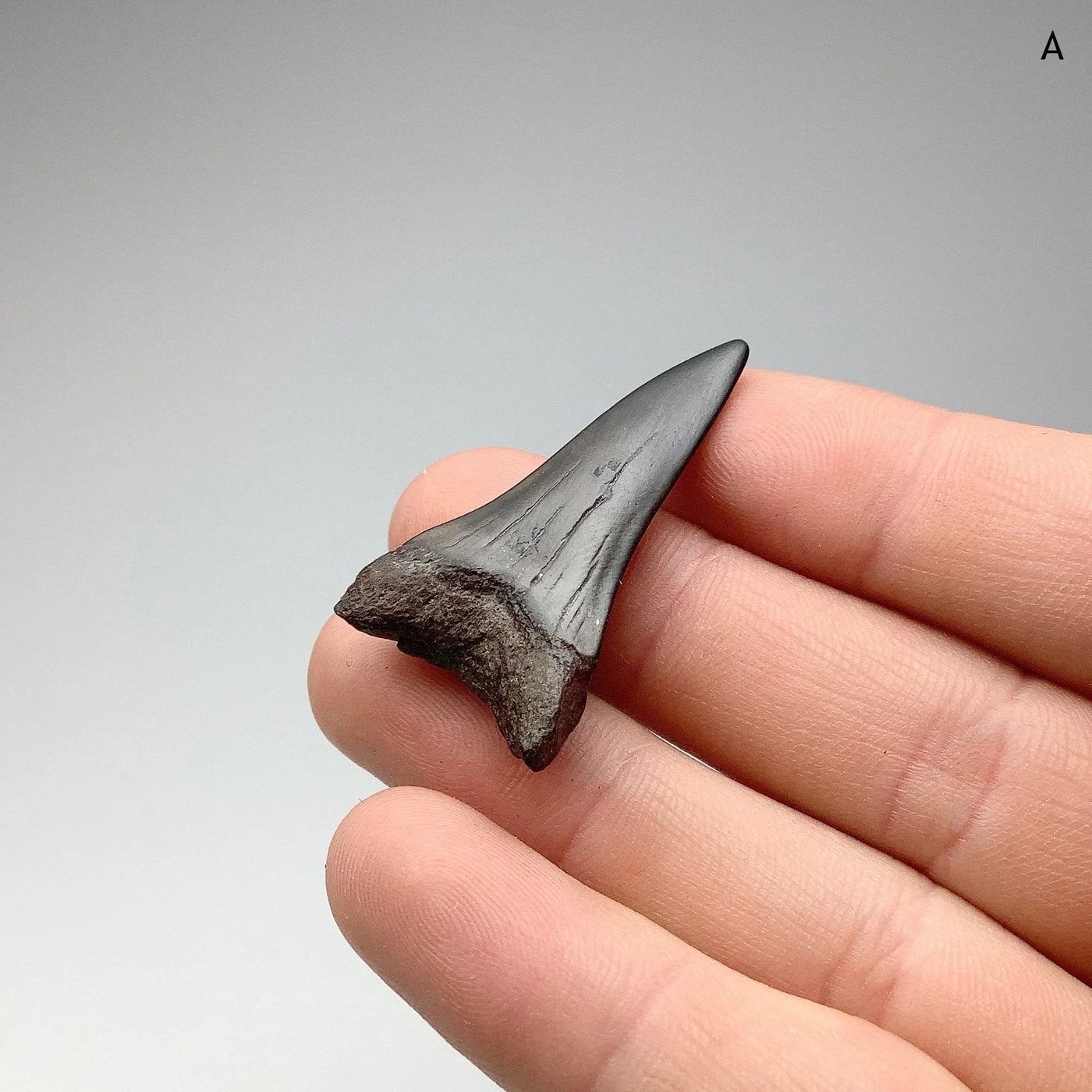 Fossilized Shark Tooth Specimen: Mako