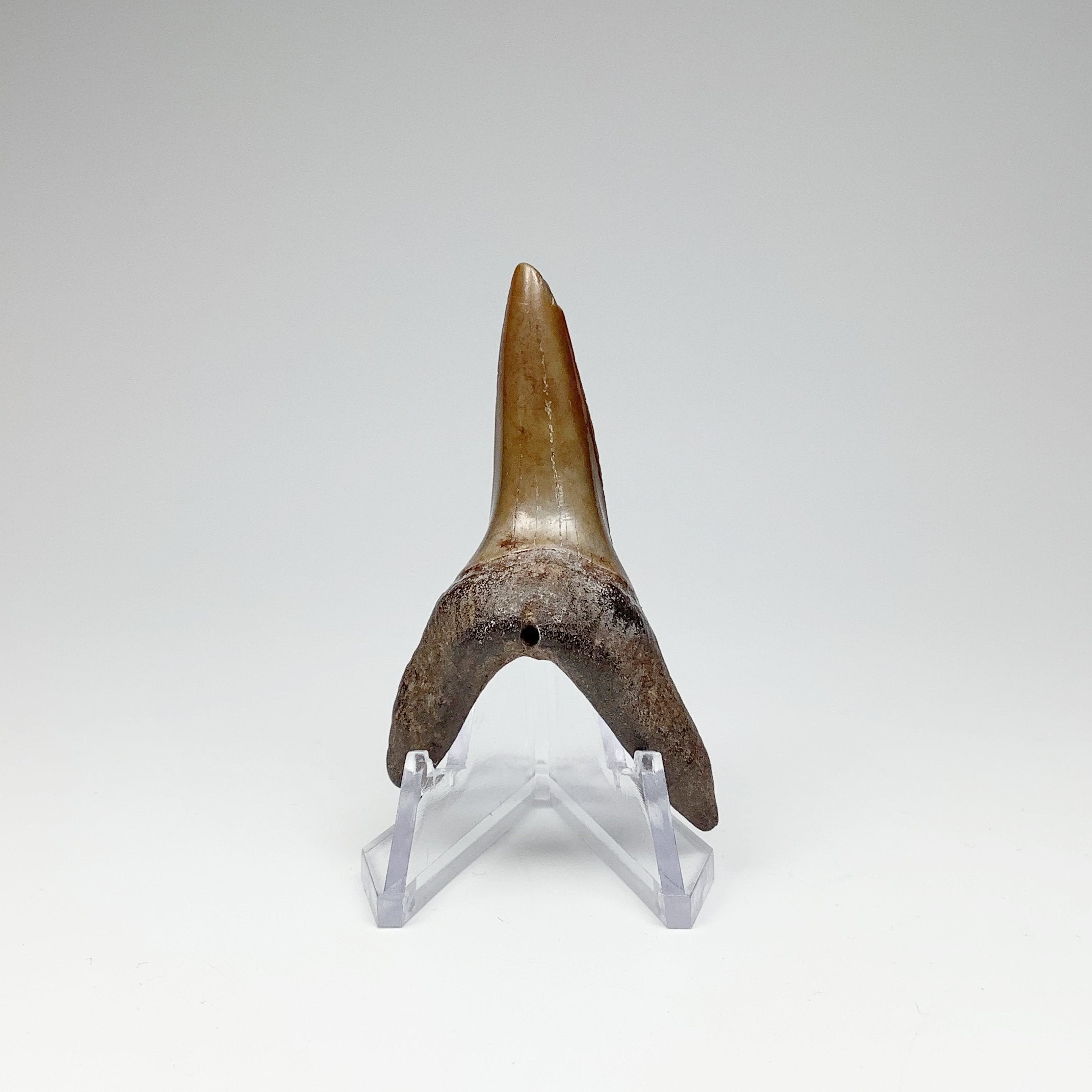 Fossilized Shark Tooth Specimen: Sand - Rocks and Gems Canada