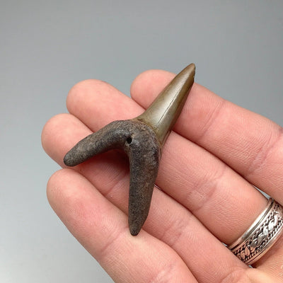 Fossilized Shark Tooth Specimen: Sand