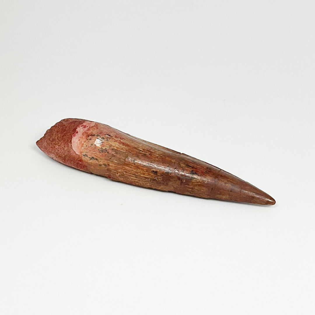 Fossilized Spinosaurus Tooth Specimen