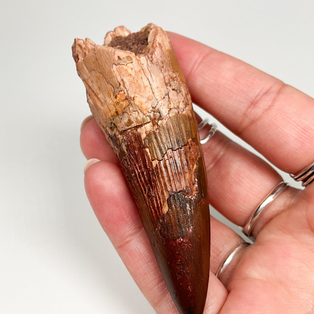 Fossilized Spinosaurus Tooth Specimen