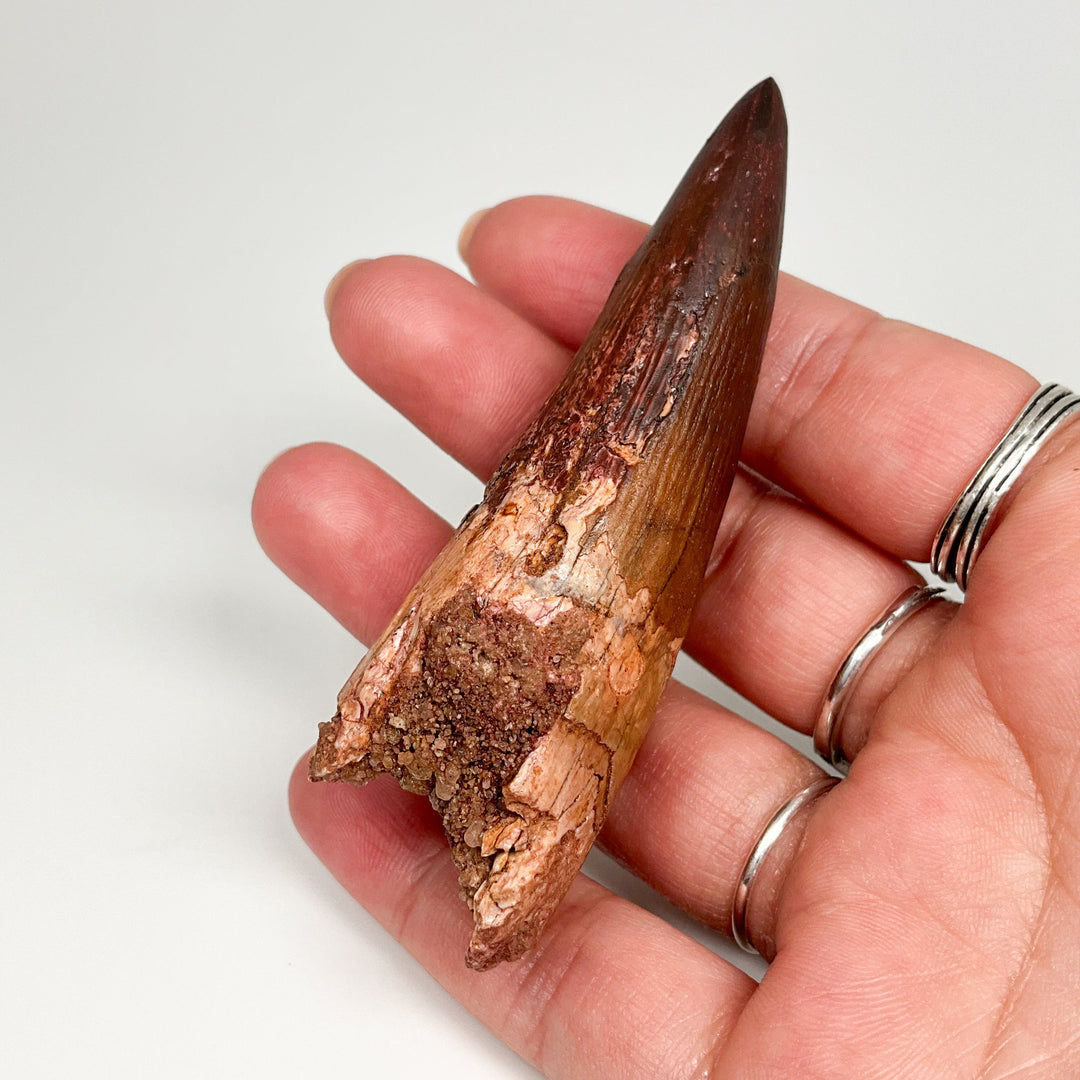 Fossilized Spinosaurus Tooth Specimen