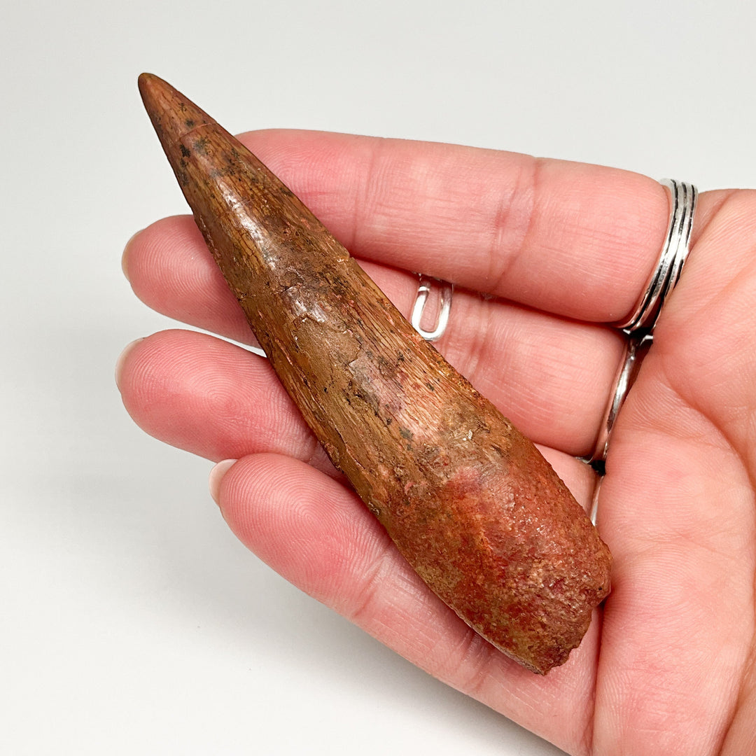 Fossilized Spinosaurus Tooth Specimen