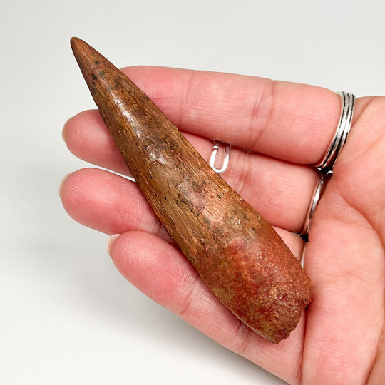 Fossilized Spinosaurus Tooth Specimen