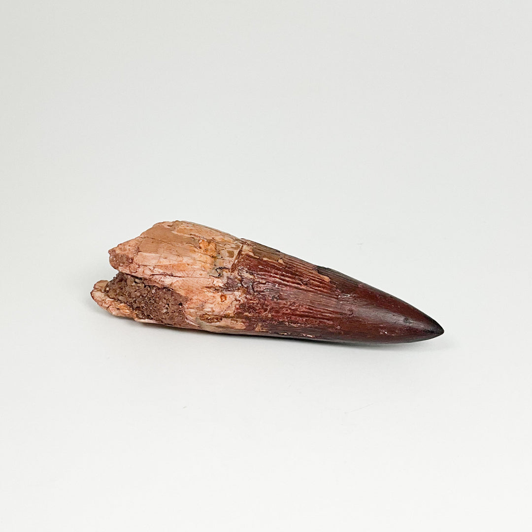 Fossilized Spinosaurus Tooth Specimen