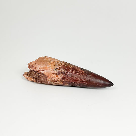 Fossilized Spinosaurus Tooth Specimen