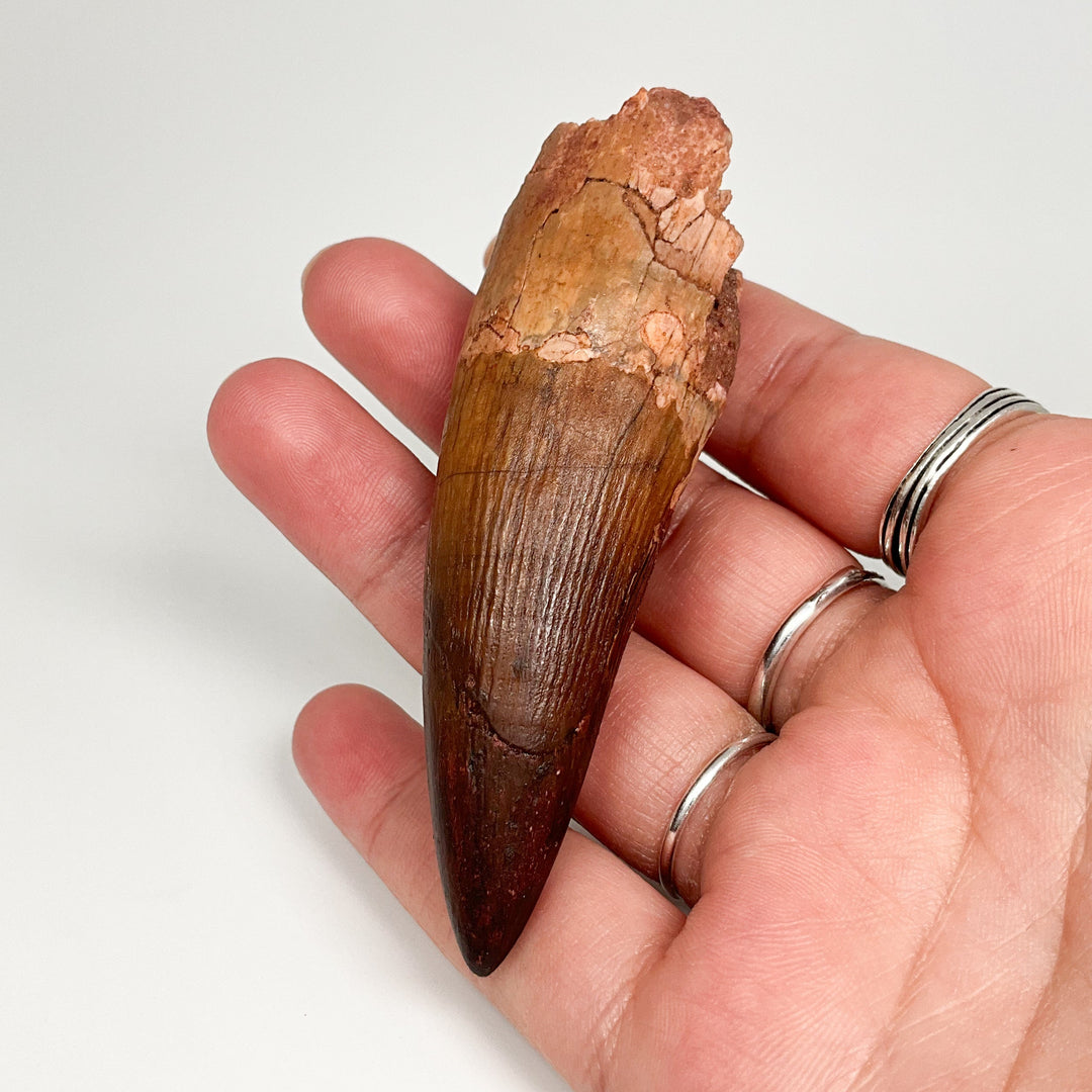 Fossilized Spinosaurus Tooth Specimen