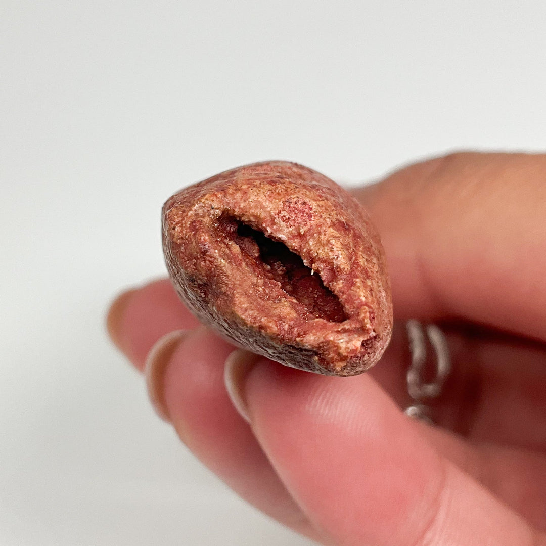 Fossilized Spinosaurus Tooth Specimen