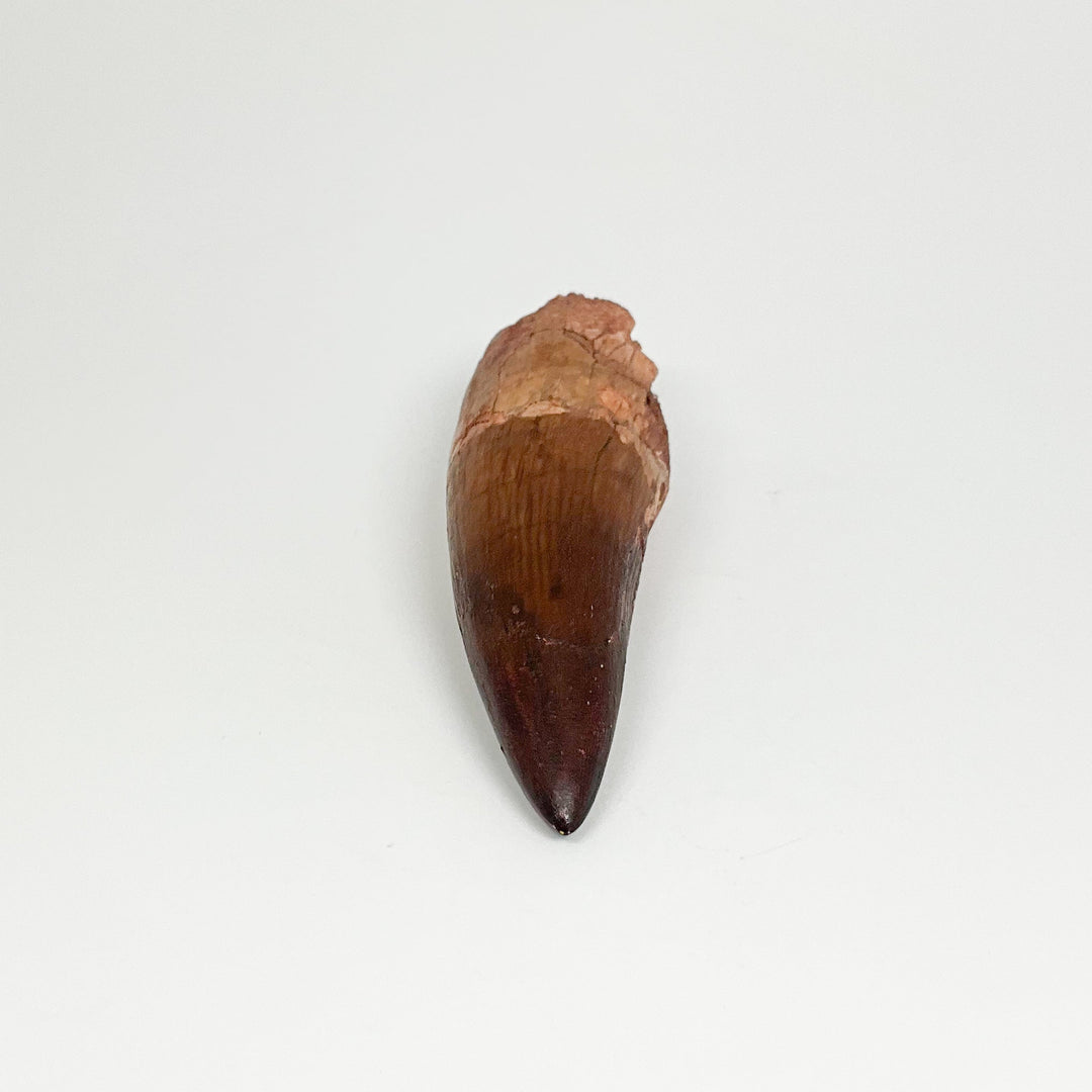 Fossilized Spinosaurus Tooth Specimen