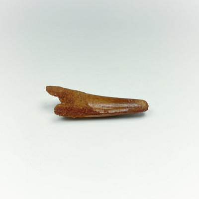 Fossilized Spinosaurus Tooth Specimen