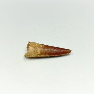 Fossilized Spinosaurus Tooth Specimen