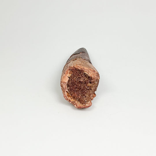 Fossilized Spinosaurus Tooth Specimen