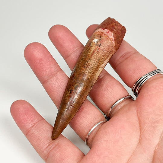 Fossilized Spinosaurus Tooth Specimen