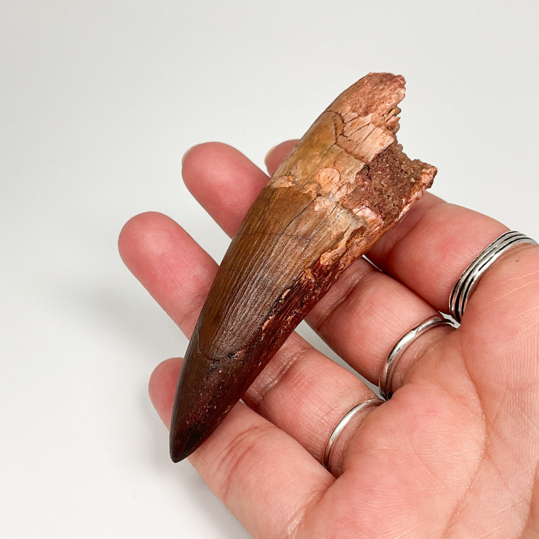 Fossilized Spinosaurus Tooth Specimen