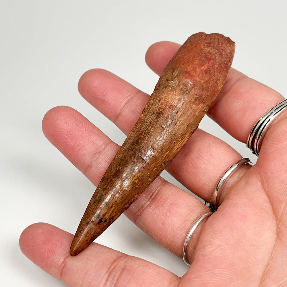 Fossilized Spinosaurus Tooth Specimen - Rocks and Gems Canada