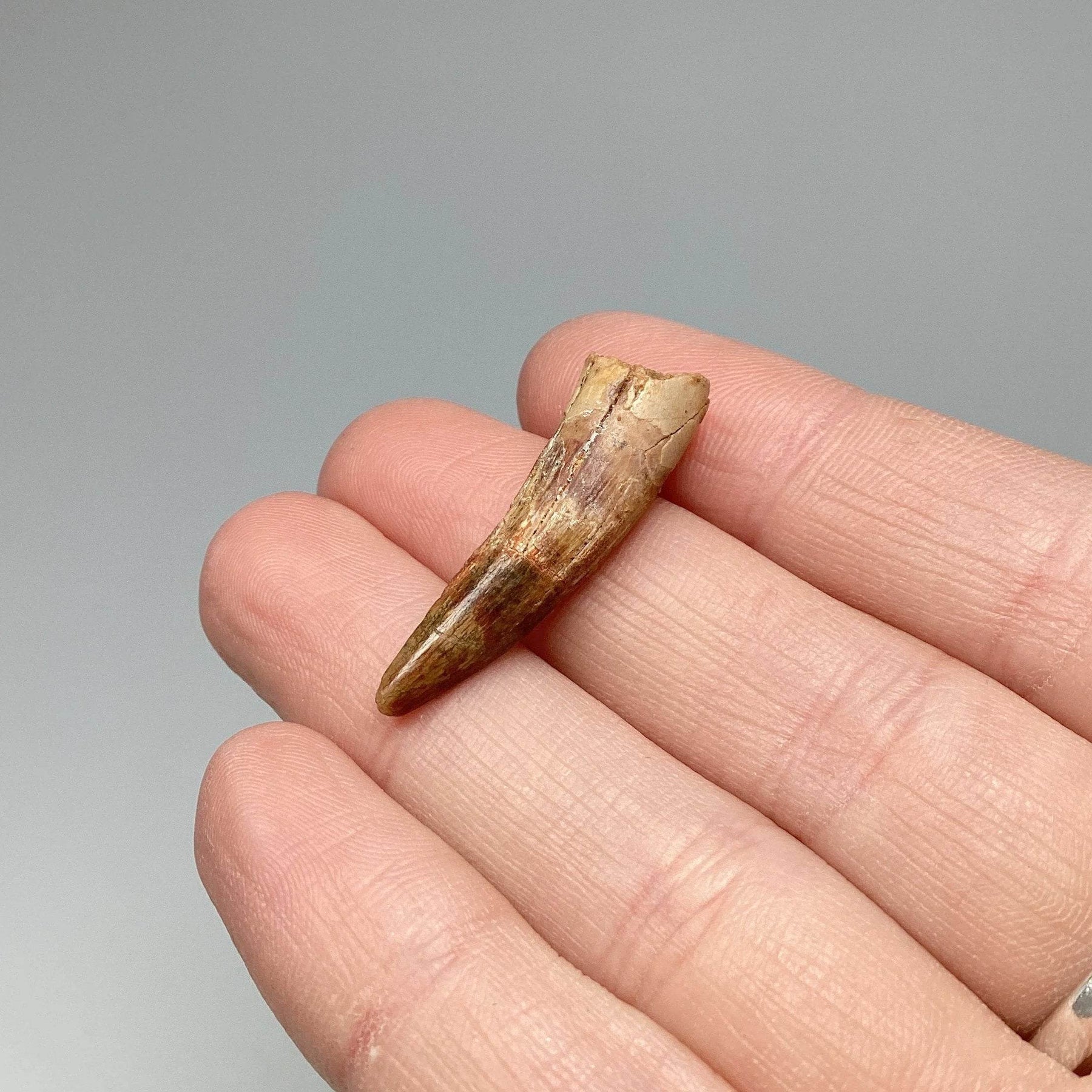 Fossilized Spinosaurus Tooth Specimen Rocks and Gems Canada