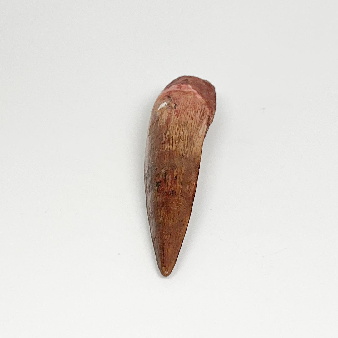 Fossilized Spinosaurus Tooth Specimen