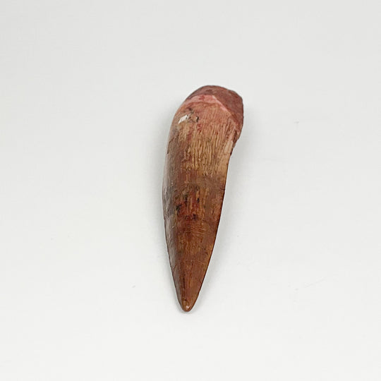 Fossilized Spinosaurus Tooth Specimen