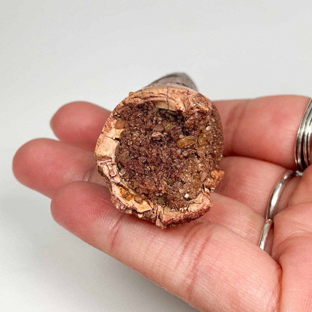 Fossilized Spinosaurus Tooth Specimen