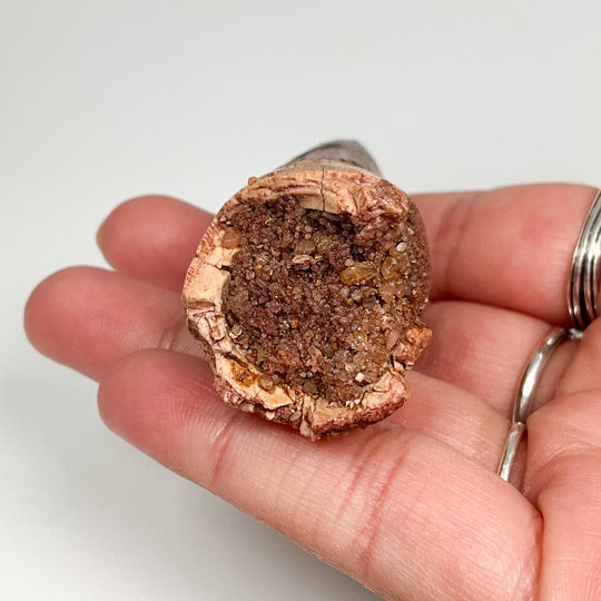Fossilized Spinosaurus Tooth Specimen