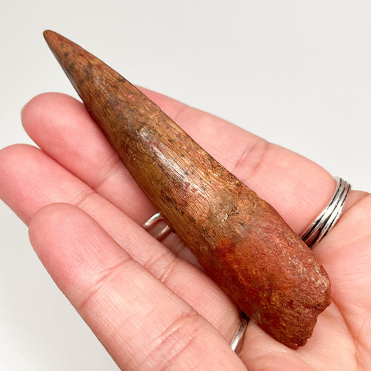 Fossilized Spinosaurus Tooth Specimen