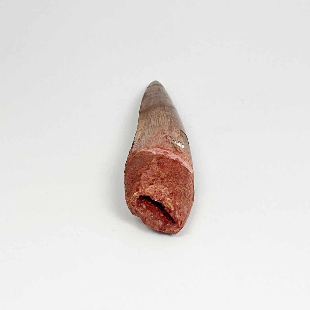 Fossilized Spinosaurus Tooth Specimen