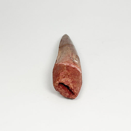 Fossilized Spinosaurus Tooth Specimen