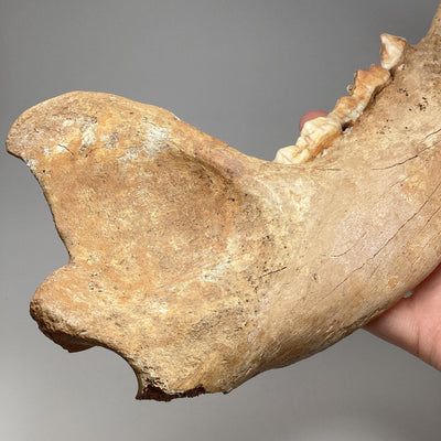 Fossilized Ursus Spelaeus Cave Bear Jaw Specimen