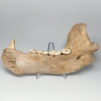 Fossilized Ursus Spelaeus Cave Bear Jaw Specimen