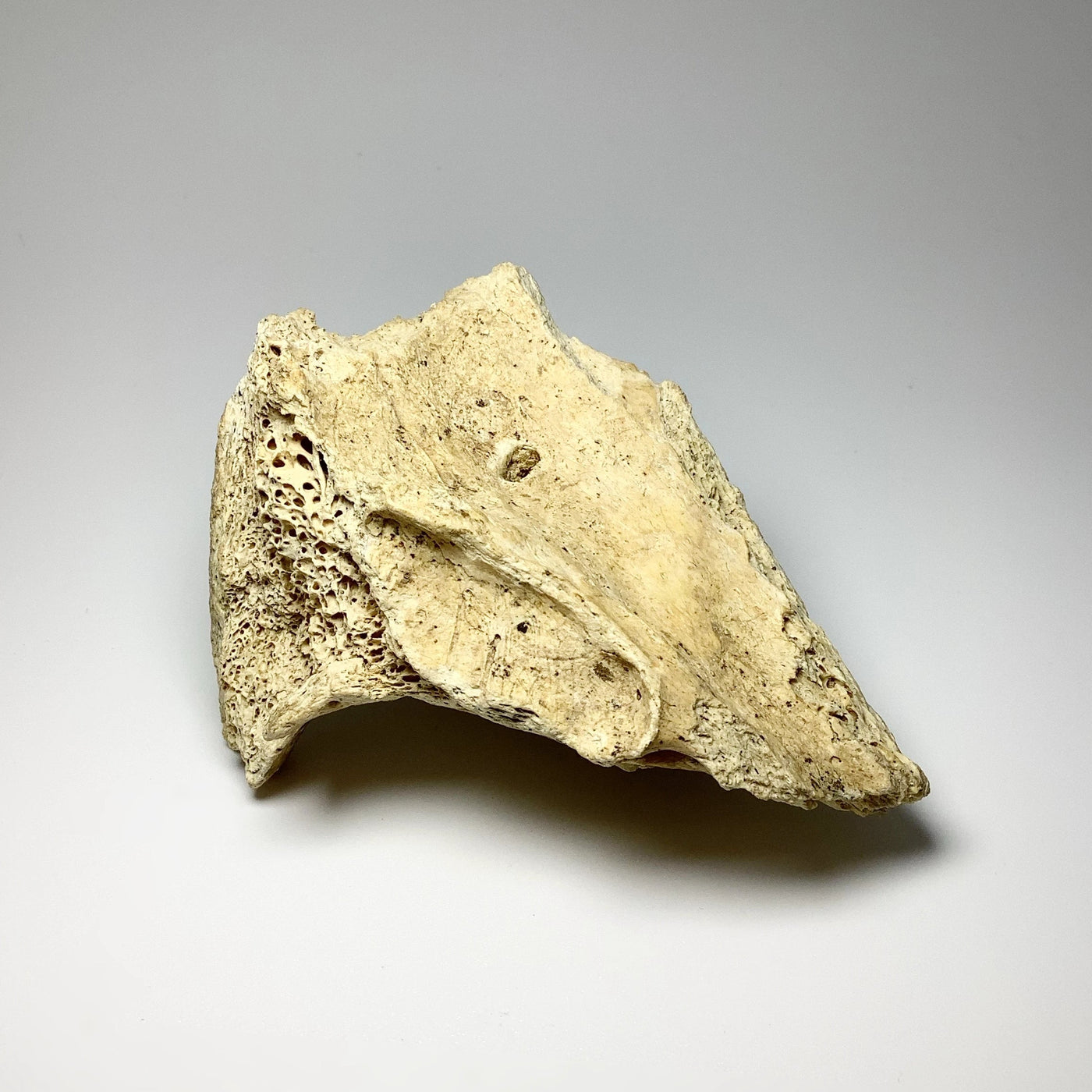 Fossilized Ursus Spelaeus Cave Bear Tooth in Jaw Specimen