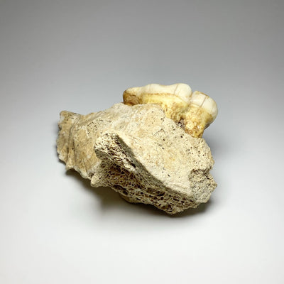 Fossilized Ursus Spelaeus Cave Bear Tooth in Jaw Specimen