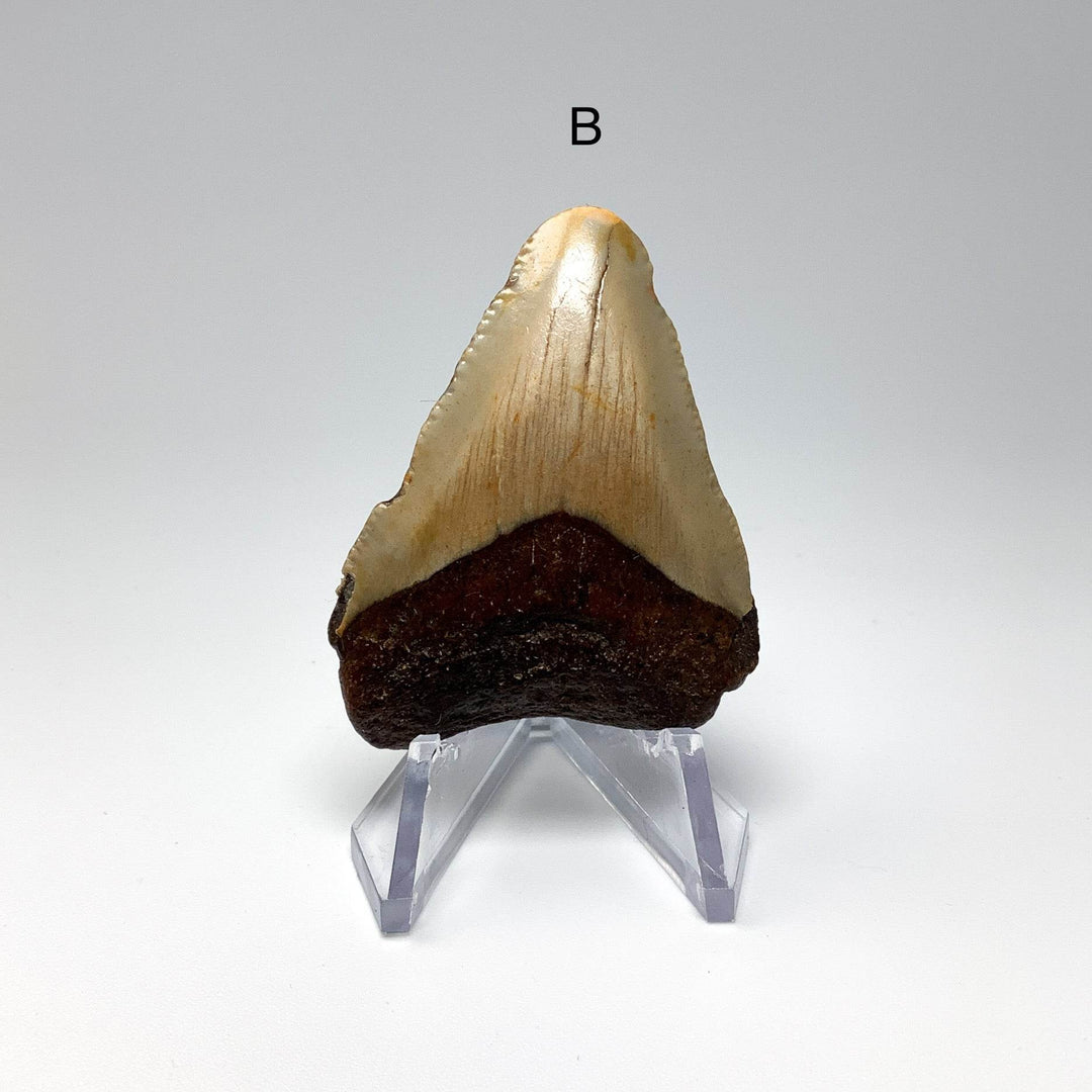 Fossilized Shark Tooth Specimen: Carcharodon Megalodon - Rocks and Gems Canada