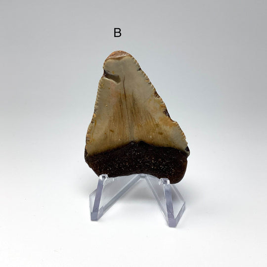 Fossilized Shark Tooth Specimen: Carcharodon Megalodon - Rocks and Gems Canada