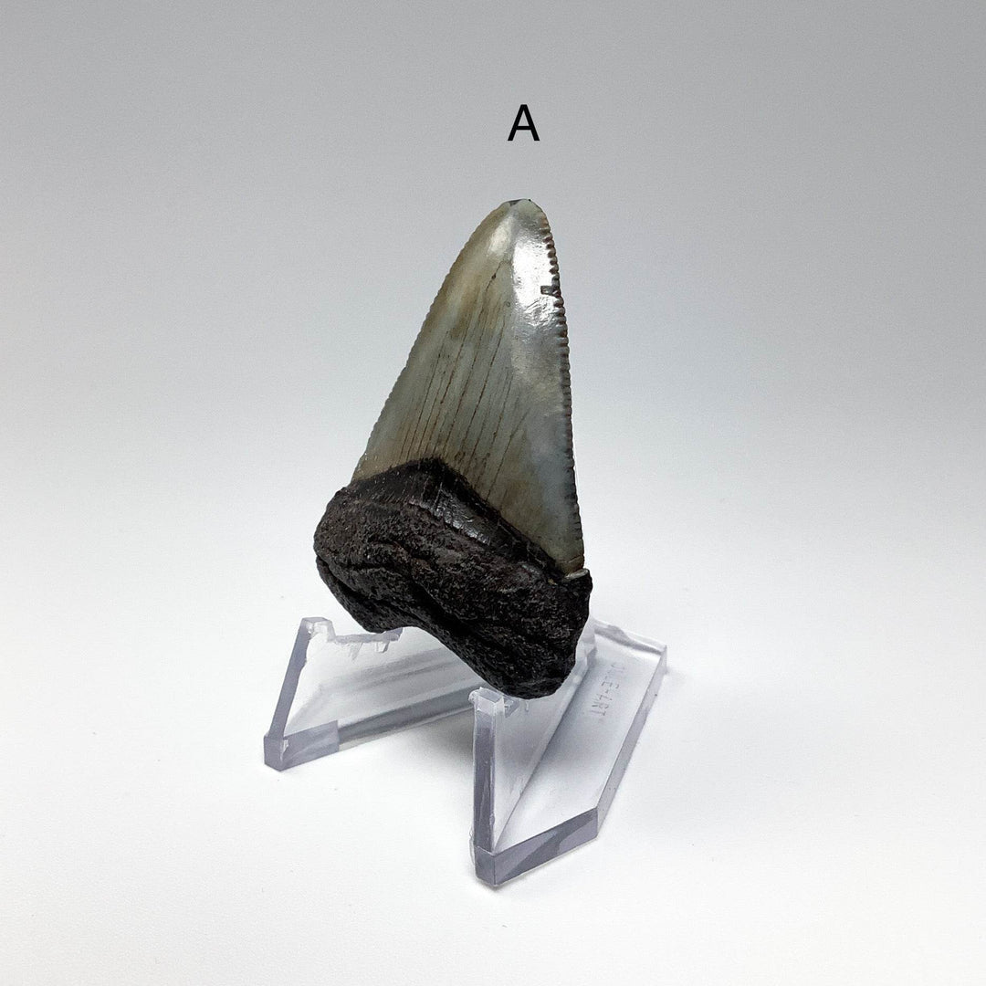 Fossilized Shark Tooth Specimen: Carcharodon Megalodon - Rocks and Gems Canada