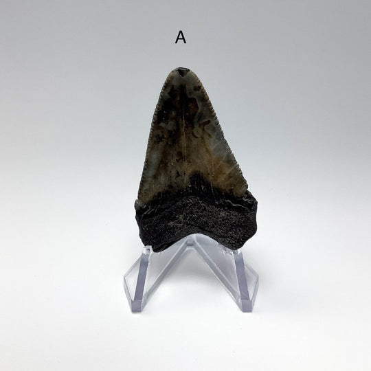 Fossilized Shark Tooth Specimen: Carcharodon Megalodon - Rocks and Gems Canada