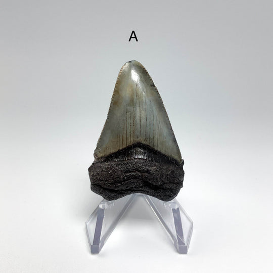 Fossilized Shark Tooth Specimen: Carcharodon Megalodon - Rocks and Gems Canada