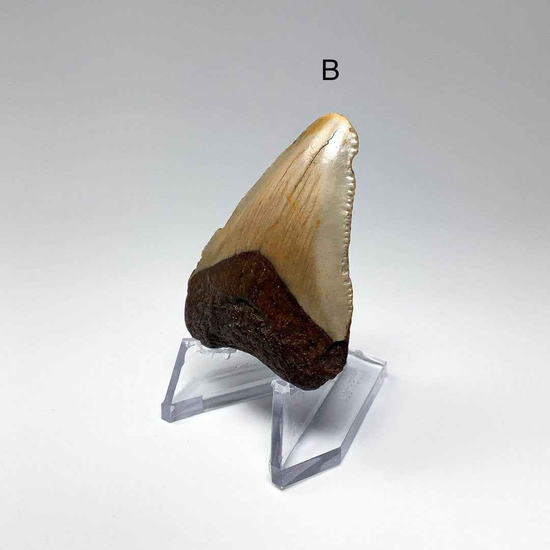 Fossilized Shark Tooth Specimen: Carcharodon Megalodon - Rocks and Gems Canada