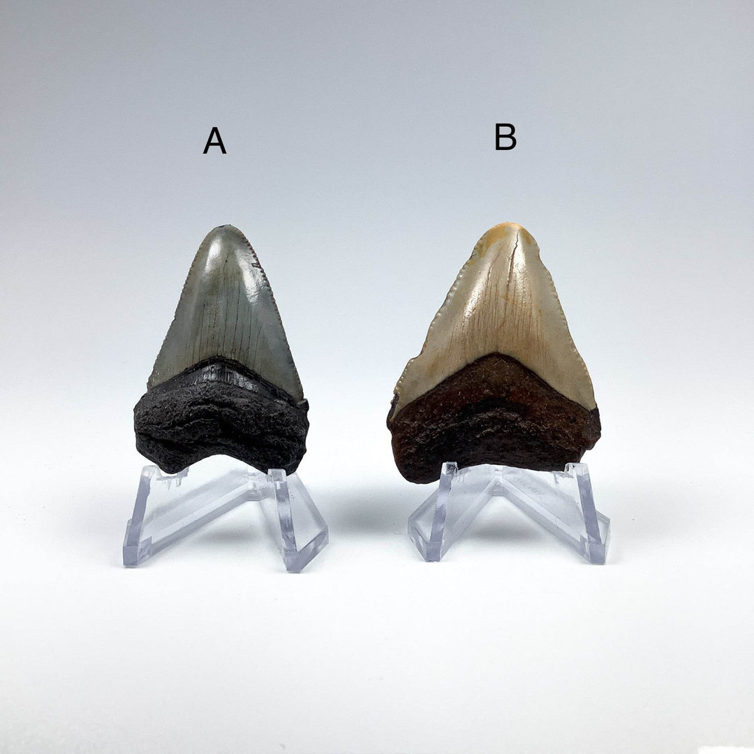 Fossilized Shark Tooth Specimen: Carcharodon Megalodon - Rocks and Gems Canada