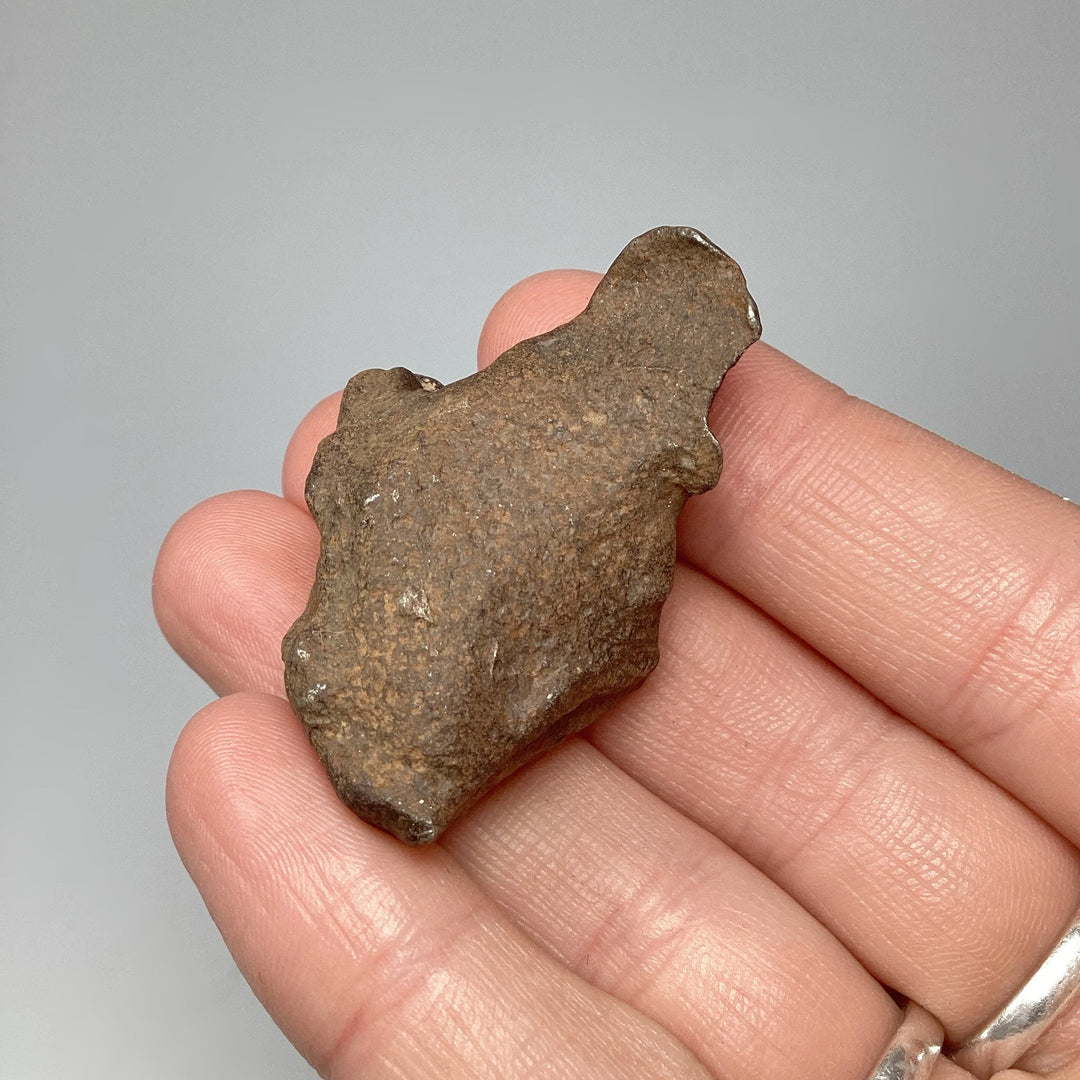 Gebel Kamil Meteorite - Rocks and Gems Canada
